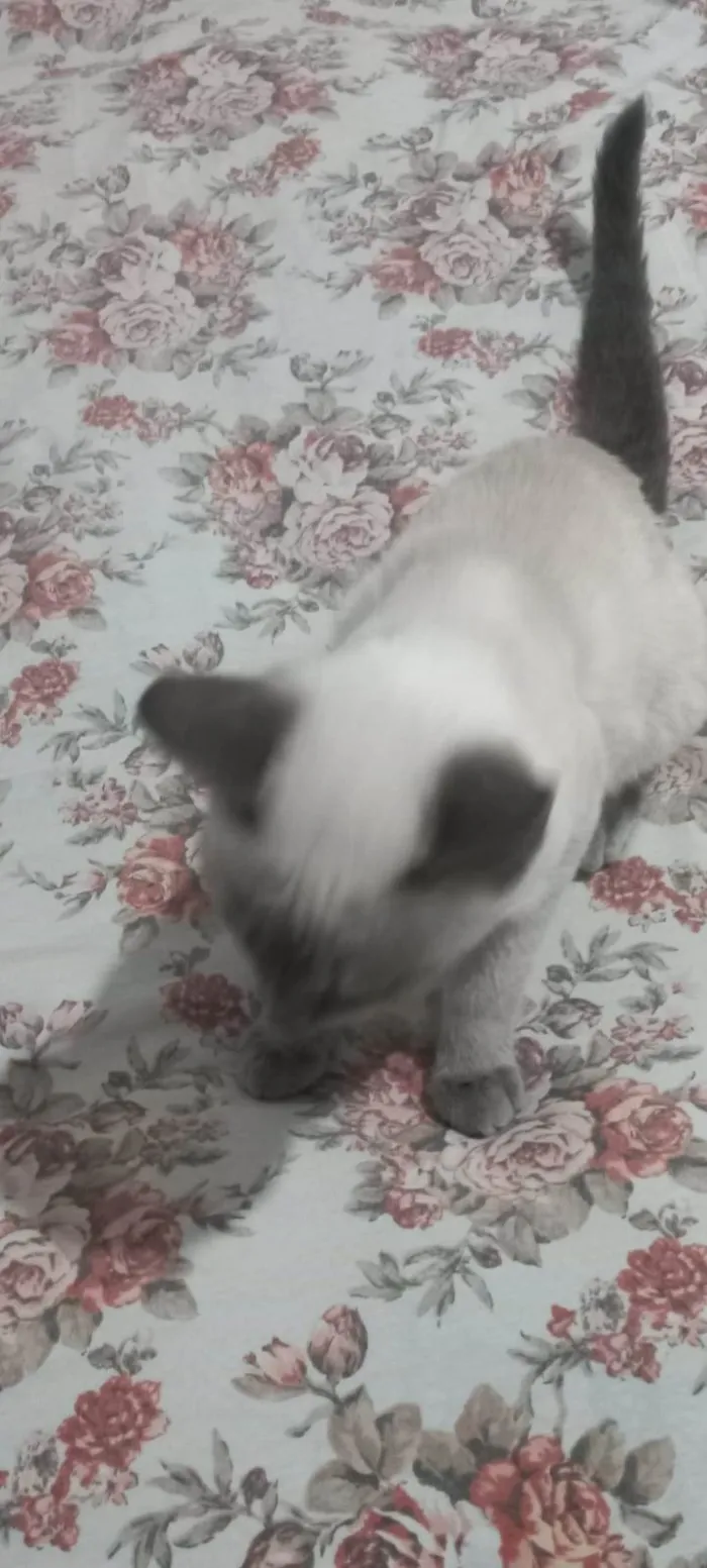 Gato raça Persa  idade 2 a 6 meses nome Jady 