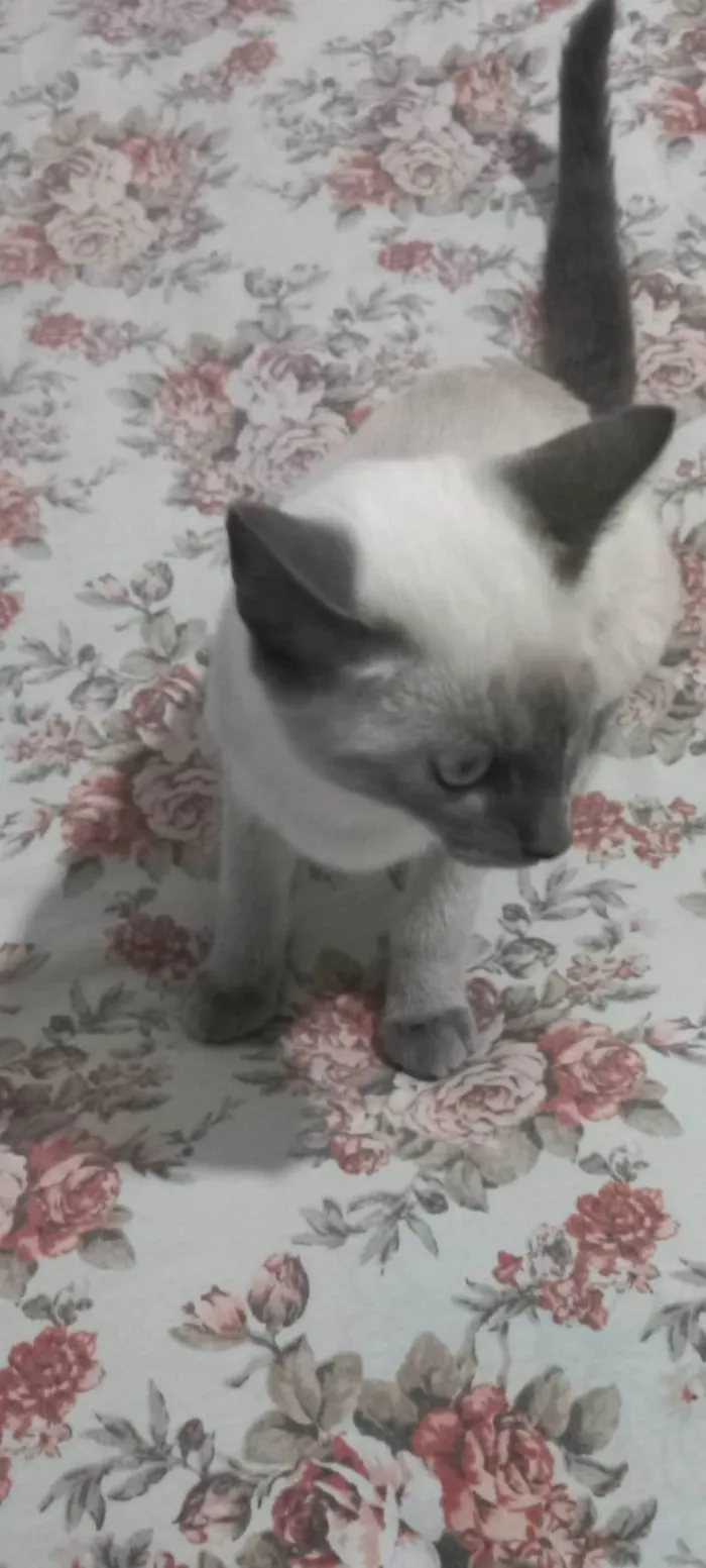 Gato raça Persa  idade 2 a 6 meses nome Jady 