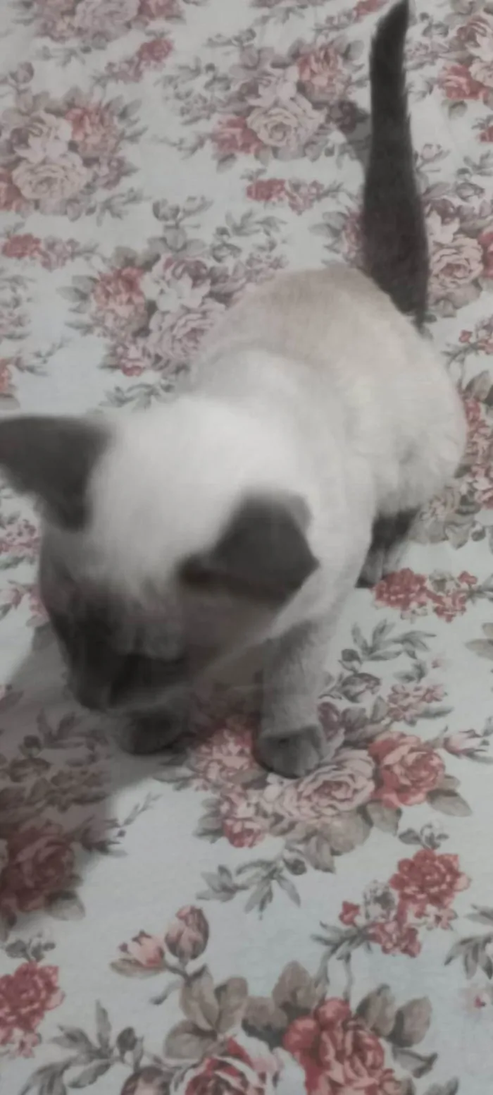 Gato raça Persa  idade 2 a 6 meses nome Jady 