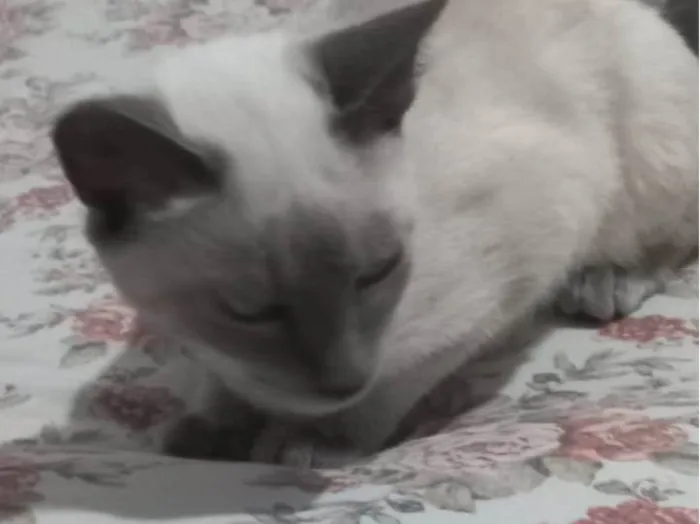 Gato raça Persa  idade 2 a 6 meses nome Jady 