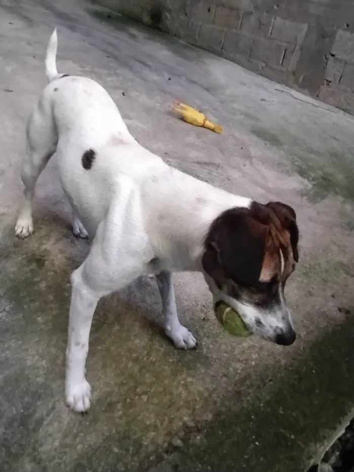 Cachorro ra a SRD idade 3 anos nome Luna