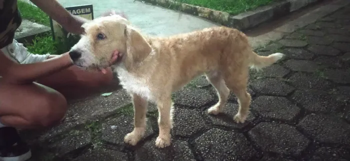 Cachorro ra a SRD-ViraLata idade 4 anos nome Sem  Nome