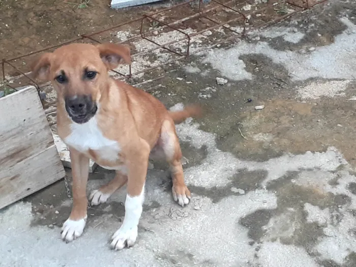 Cachorro raça  idade 2 a 6 meses nome Maurício 