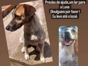 Cachorro raça SRD idade 3 anos nome Luna