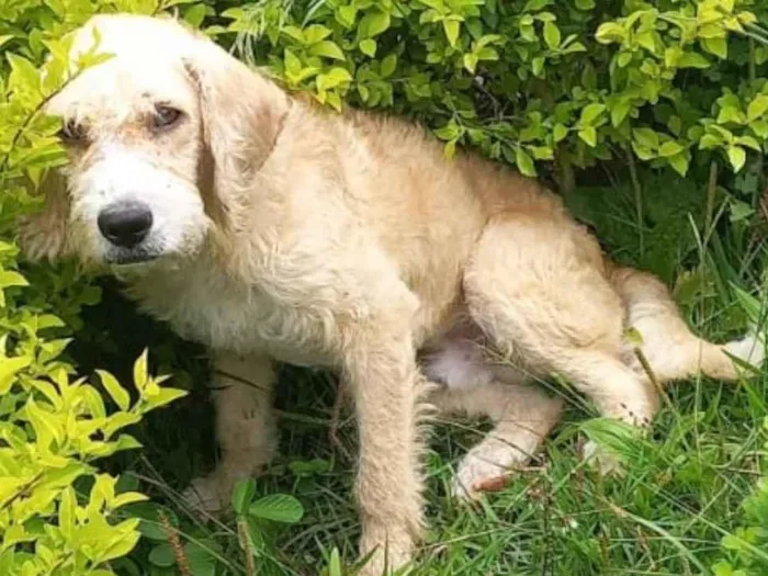 Cachorro ra a SRD-ViraLata idade 4 anos nome Sem  Nome