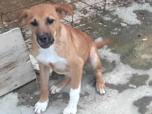 Cachorro raça  idade 2 a 6 meses nome Maurício 