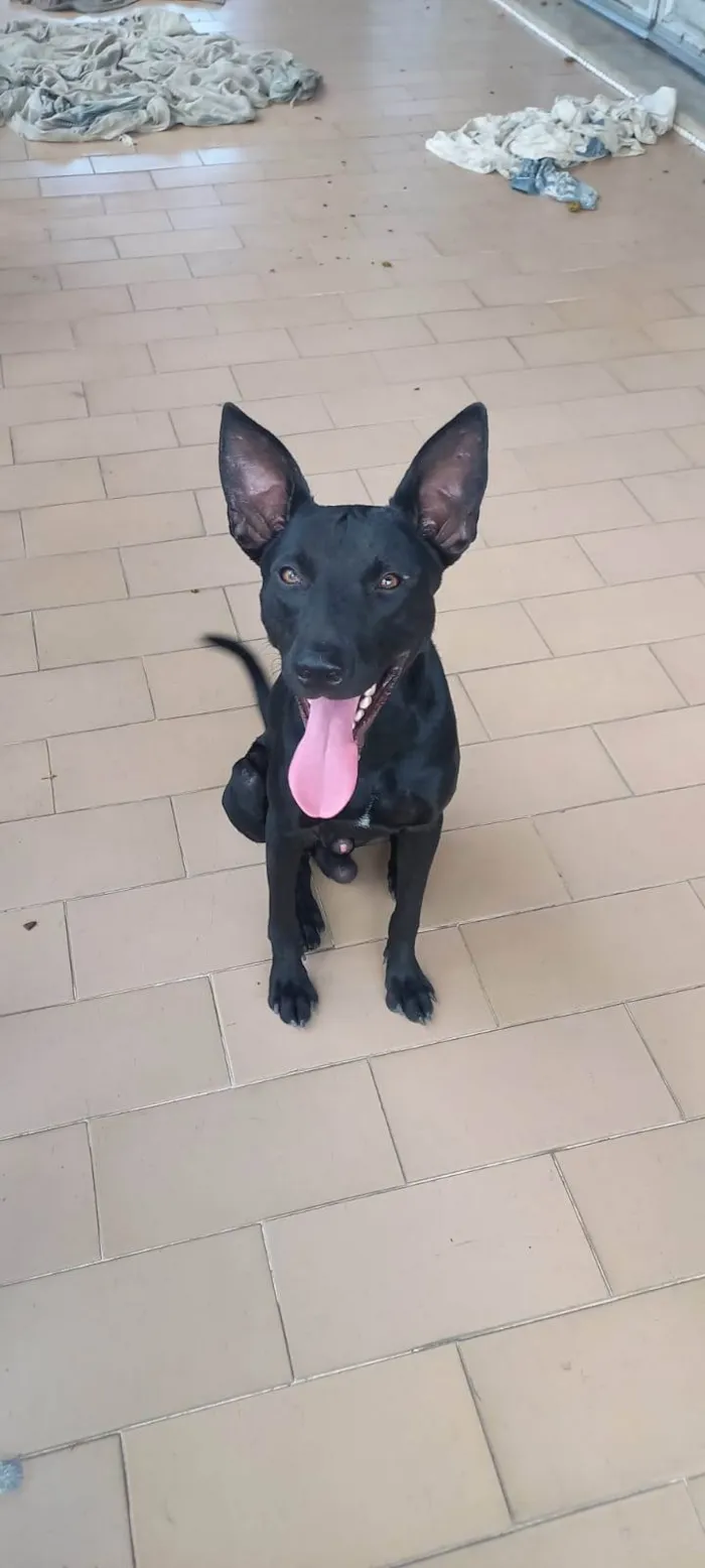 Cachorro ra a SRD-ViraLata idade 1 ano nome Black