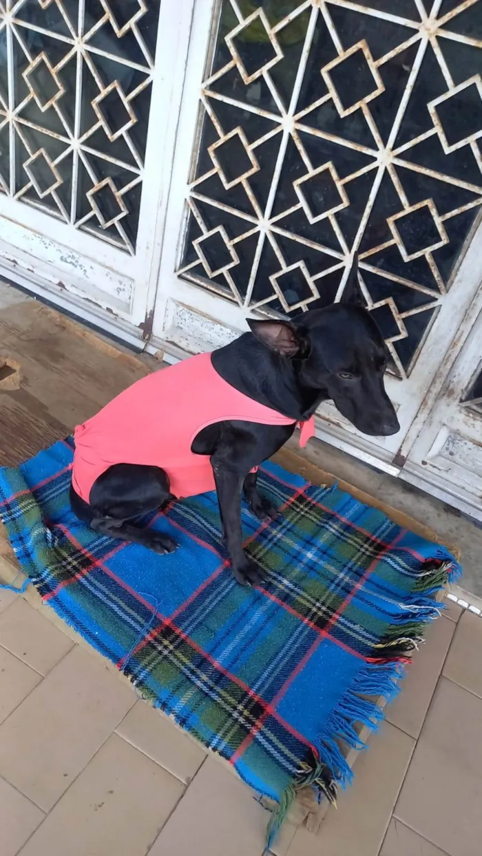Cachorro ra a SRD-ViraLata idade 1 ano nome Black