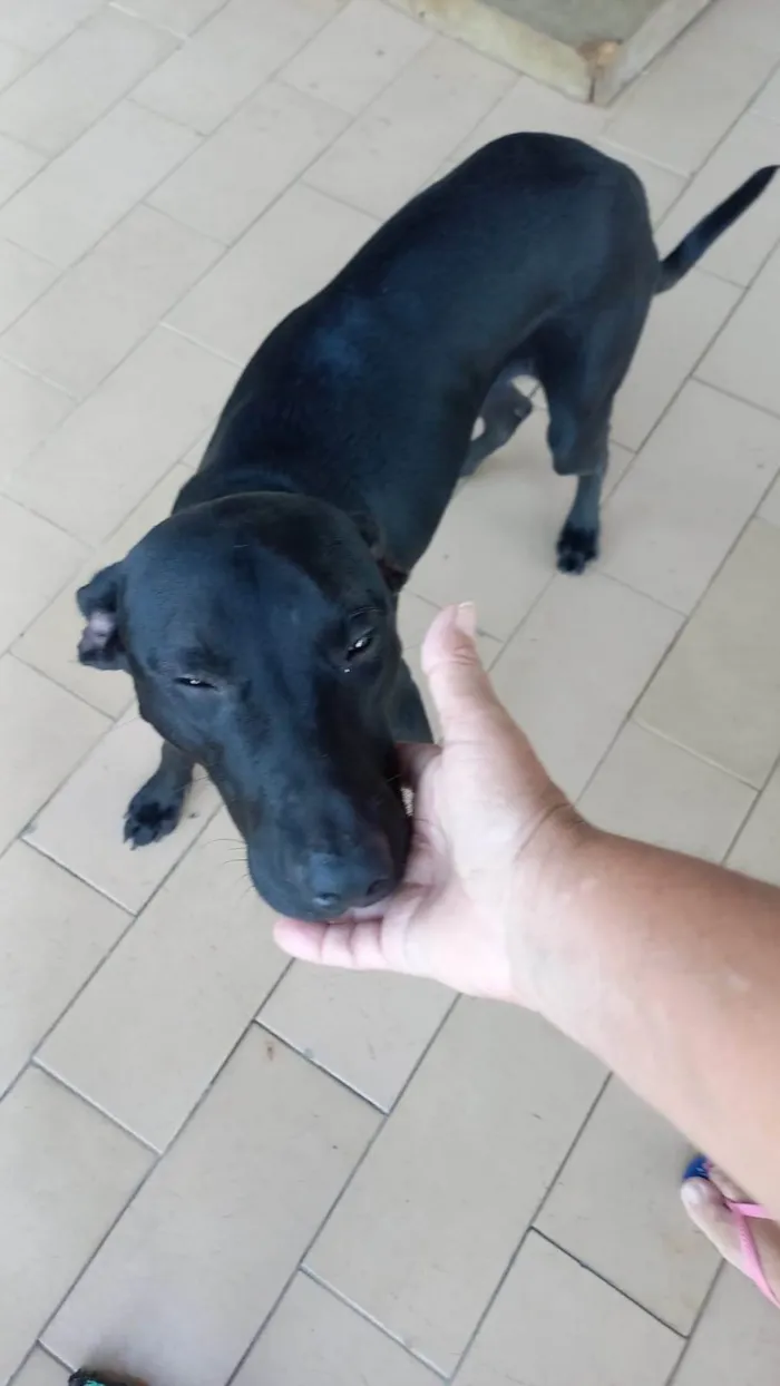 Cachorro ra a SRD-ViraLata idade 1 ano nome Black