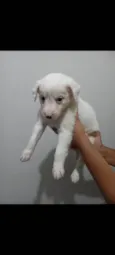 Lua