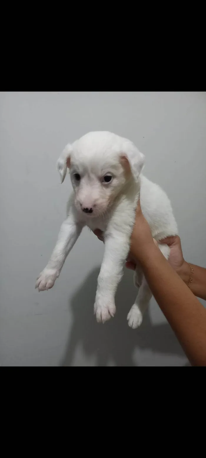 Cachorro ra a SRD-ViraLata idade Abaixo de 2 meses nome Lua
