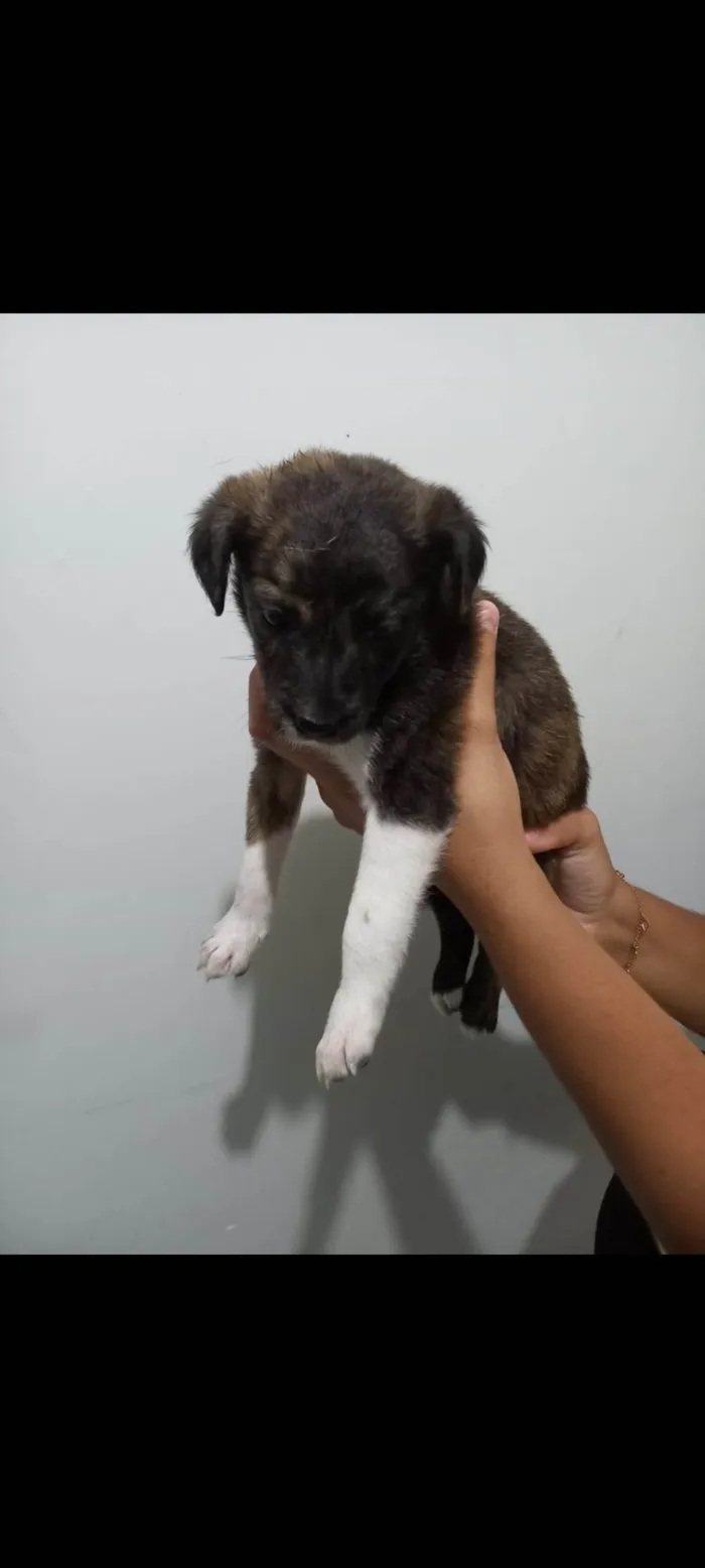 Cachorro ra a SRD-ViraLata idade Abaixo de 2 meses nome Melissa 