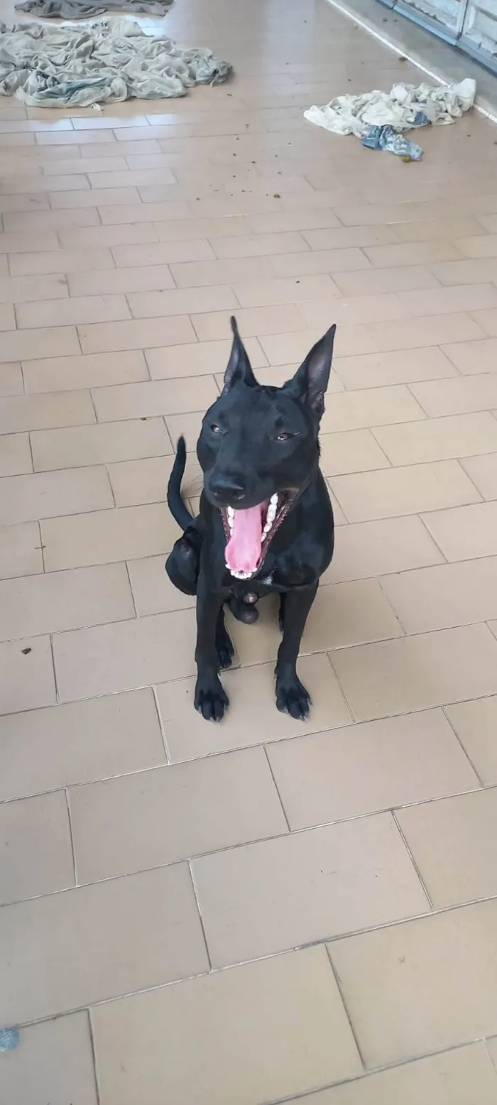 Cachorro ra a SRD-ViraLata idade 1 ano nome Black