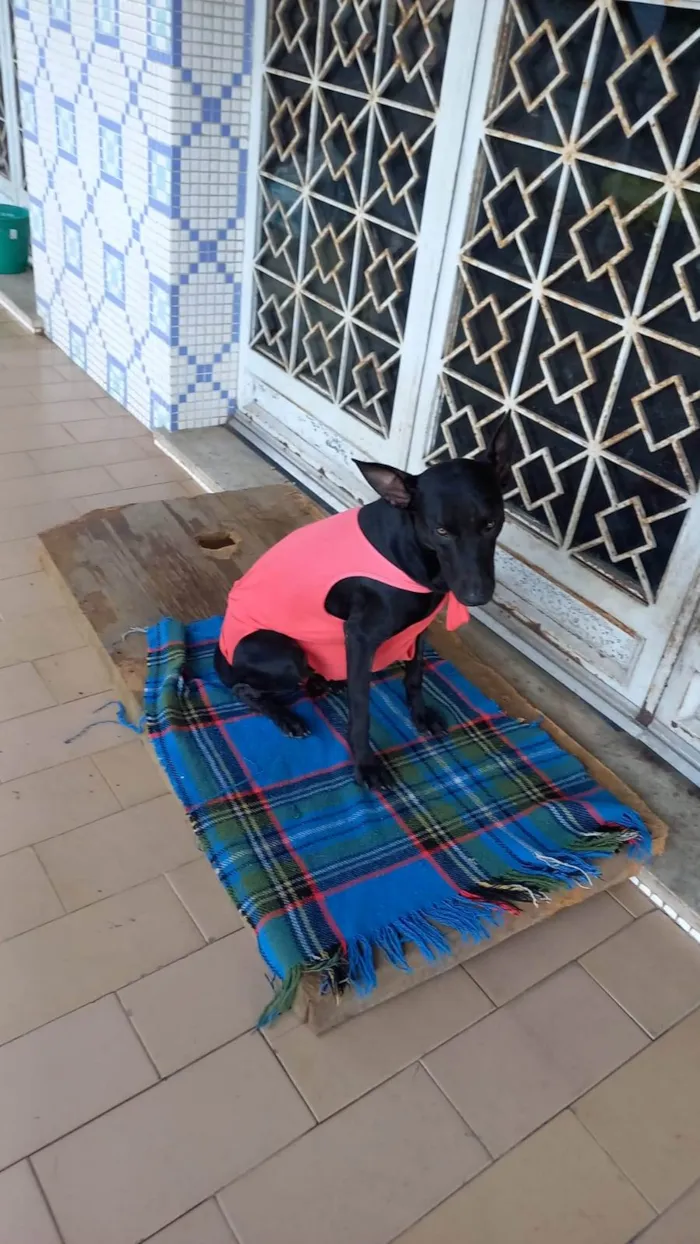 Cachorro ra a SRD-ViraLata idade 1 ano nome Black