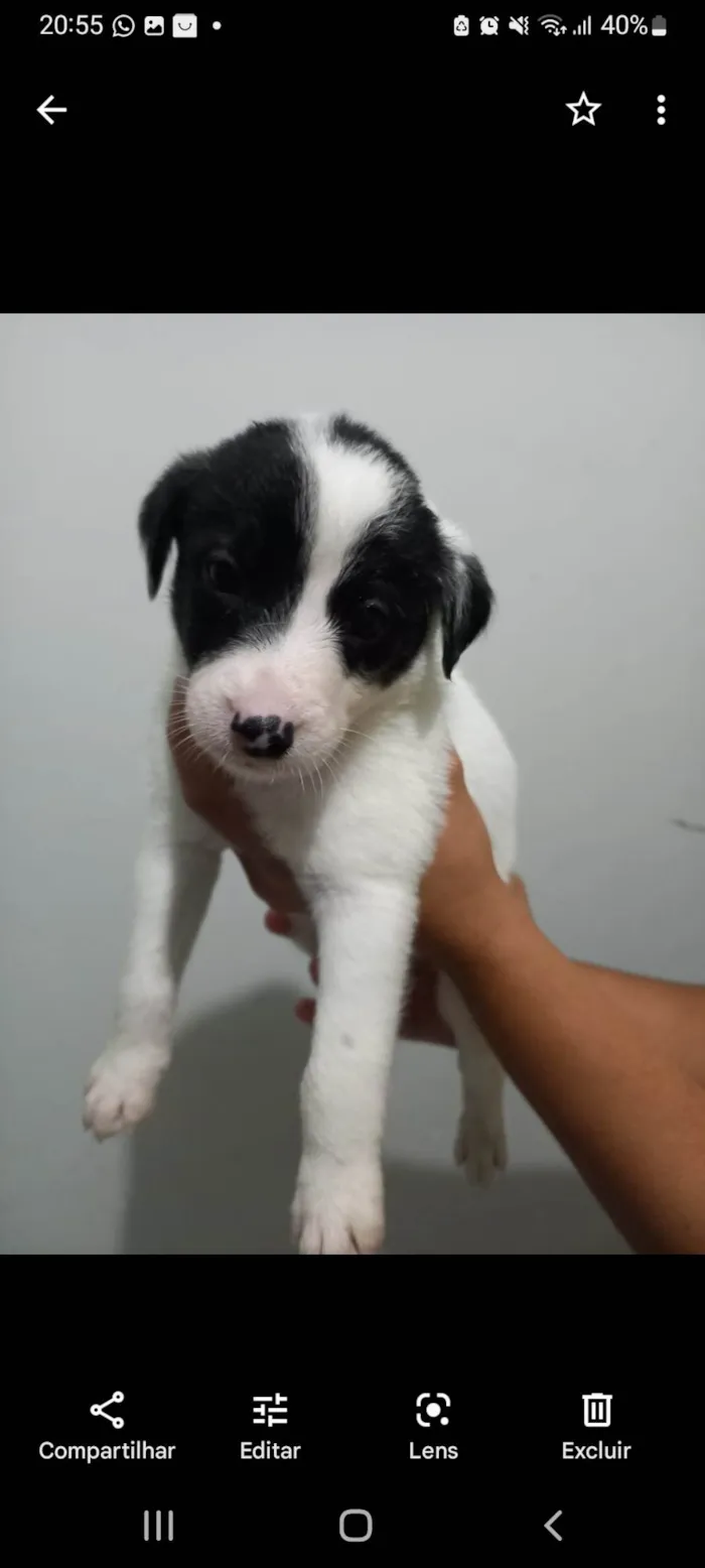 Cachorro ra a SRD-ViraLata idade Abaixo de 2 meses nome Barto
