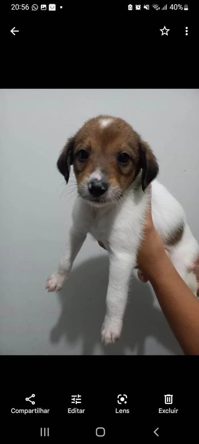 Cachorro ra a SRD-ViraLata idade Abaixo de 2 meses nome Duque