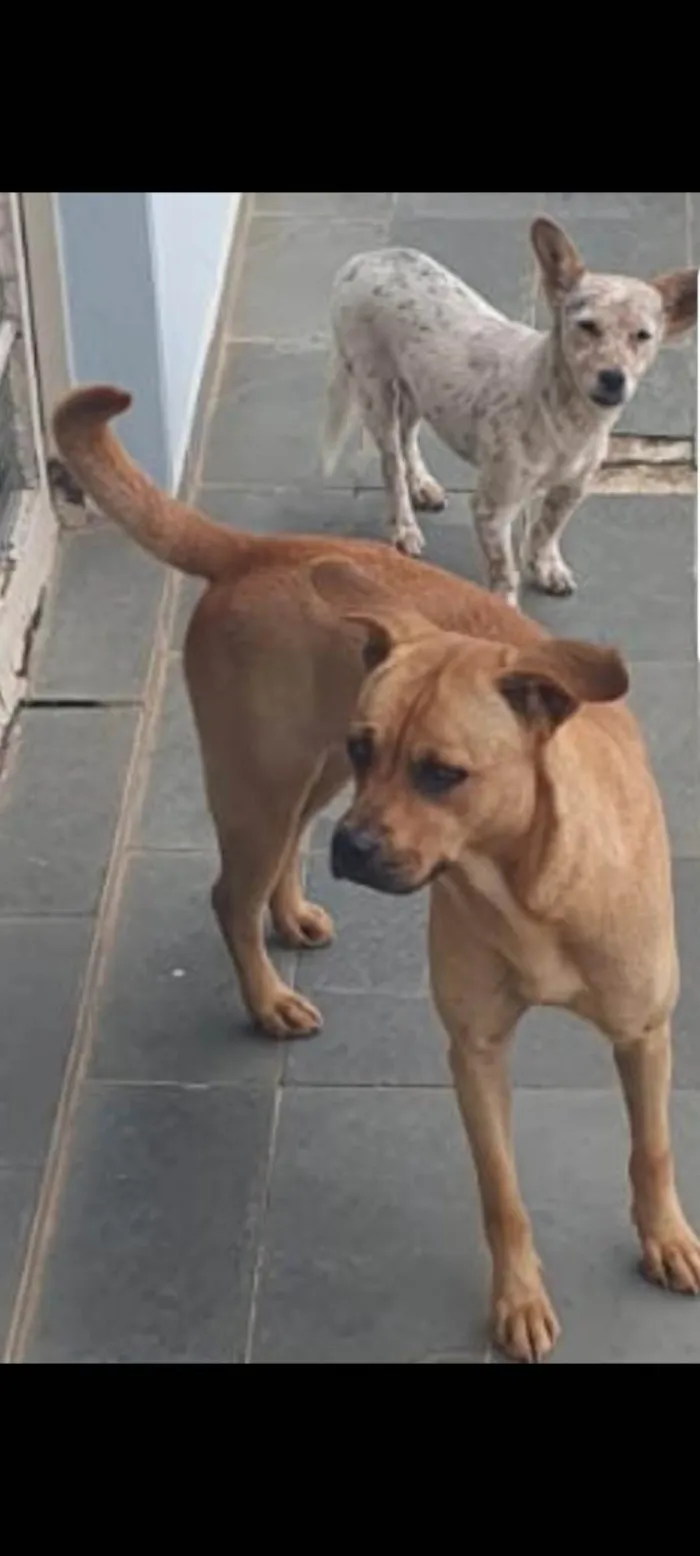 Cachorro ra a SRD-ViraLata idade 1 ano nome Romeu e Julieta