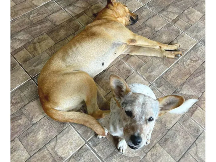 Cachorro ra a SRD-ViraLata idade 1 ano nome Romeu e Julieta