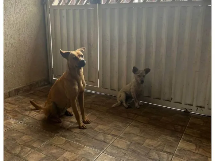 Cachorro ra a SRD-ViraLata idade 1 ano nome Romeu e Julieta