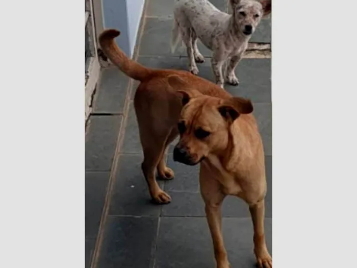 Cachorro ra a SRD-ViraLata idade 1 ano nome Romeu e Julieta