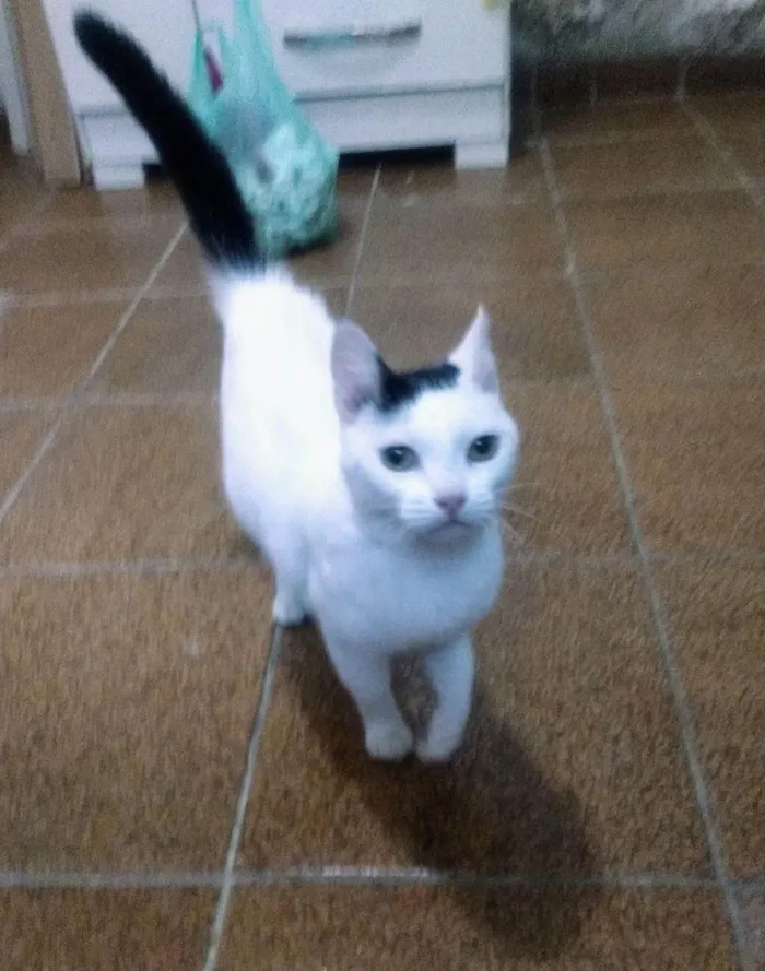 Gato ra a SRD-ViraLata idade 2 anos nome Lina