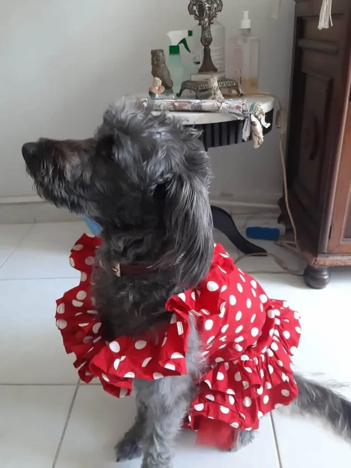 Cachorro ra a Poodle idade 3 anos nome Sol