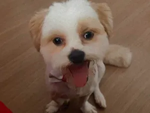 Cachorro raça Shitzu idade 2 anos nome Duque 