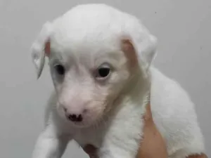 Cachorro raça SRD-ViraLata idade Abaixo de 2 meses nome Lua