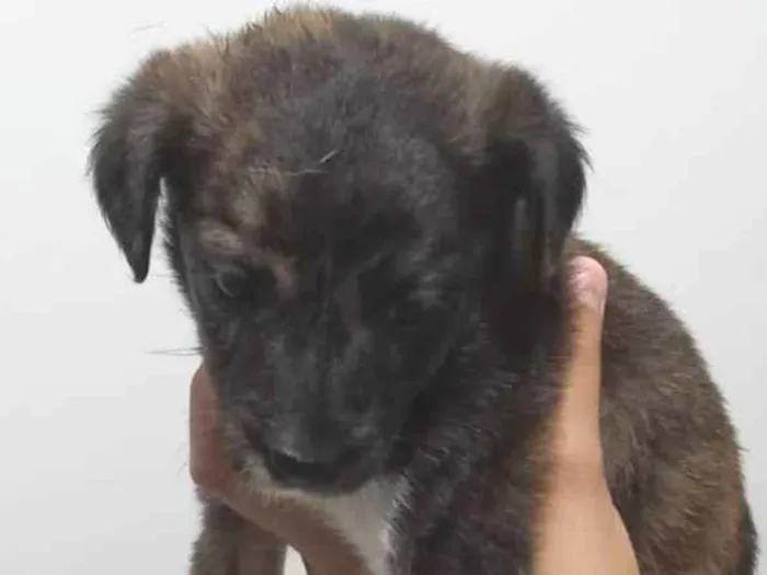 Cachorro ra a SRD-ViraLata idade Abaixo de 2 meses nome Melissa 