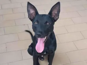 Cachorro raça SRD-ViraLata idade 1 ano nome Black