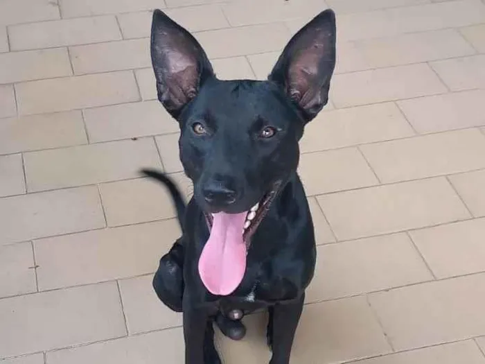 Cachorro ra a SRD-ViraLata idade 1 ano nome Black
