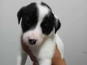 Cachorro raça SRD-ViraLata idade Abaixo de 2 meses nome Barto