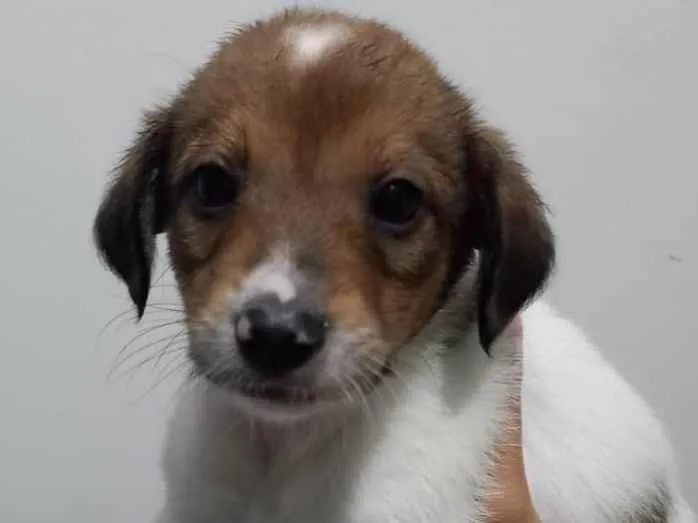 Cachorro ra a SRD-ViraLata idade Abaixo de 2 meses nome Duque