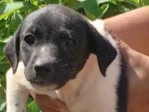 Cachorro raça SRD-ViraLata idade 2 a 6 meses nome Nina