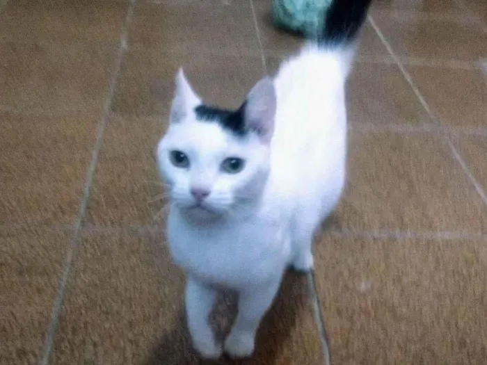 Gato ra a SRD-ViraLata idade 2 anos nome Lina
