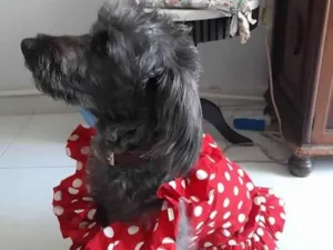 Cachorro raça Poodle idade 3 anos nome Sol