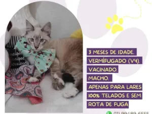 Gato raça SRD-ViraLata idade Abaixo de 2 meses nome Dudu