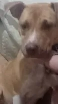 Dalila