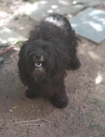 Cachorro ra a Poodle idade 4 anos nome Pretinha