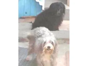 Cachorro raça Poodle idade 4 anos nome Pretinha