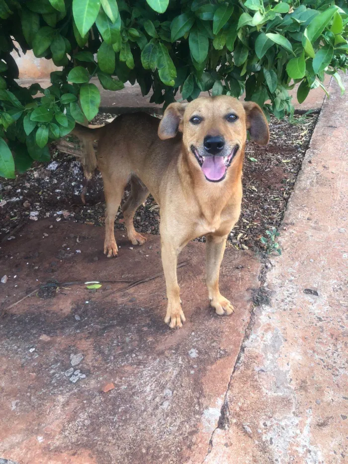Cachorro ra a SRD-ViraLata idade 3 anos nome Bob
