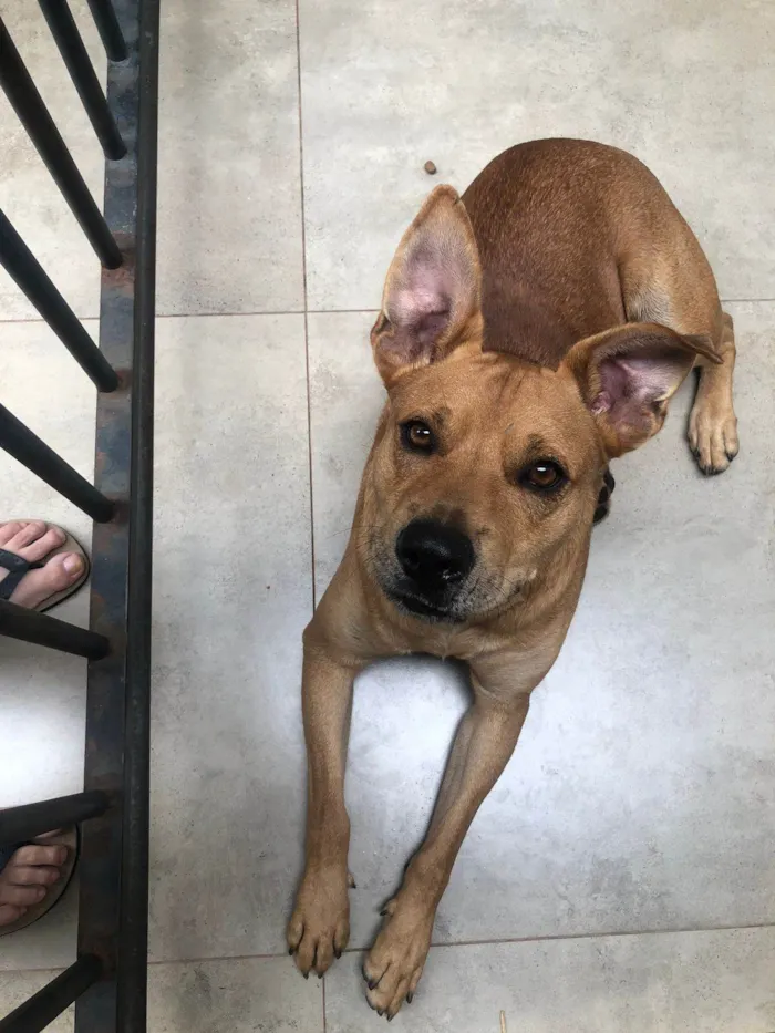 Cachorro ra a SRD-ViraLata idade 2 anos nome Pitoco