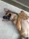 Pitoco