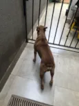 Pitoco