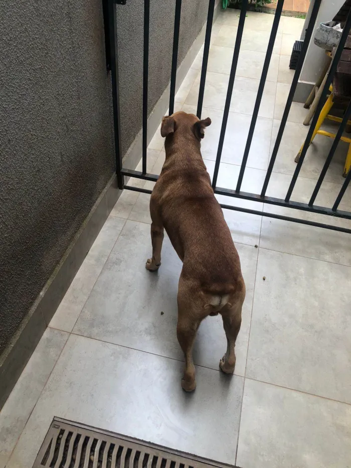 Cachorro ra a SRD-ViraLata idade 2 anos nome Pitoco