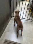 Pitoco