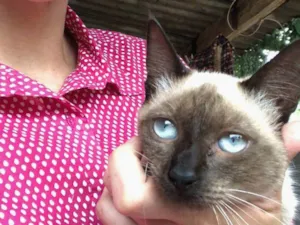 Gato raça Siamês idade 7 a 11 meses nome Dilma