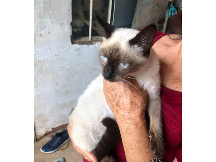 Gato ra a Siamês idade 7 a 11 meses nome Dilma
