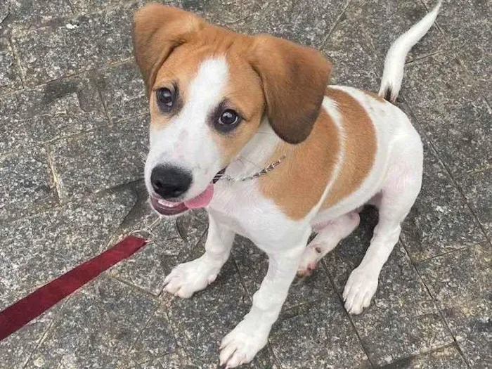 Cachorro raça srd idade 2 a 6 meses nome Lion