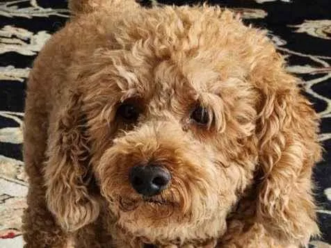 Cachorro ra a Poodle idade 6 ou mais anos nome GRATIFICA - Kaytra (queiti)